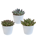 Echeveria mix 10.5 cm - 3x - in witte pot