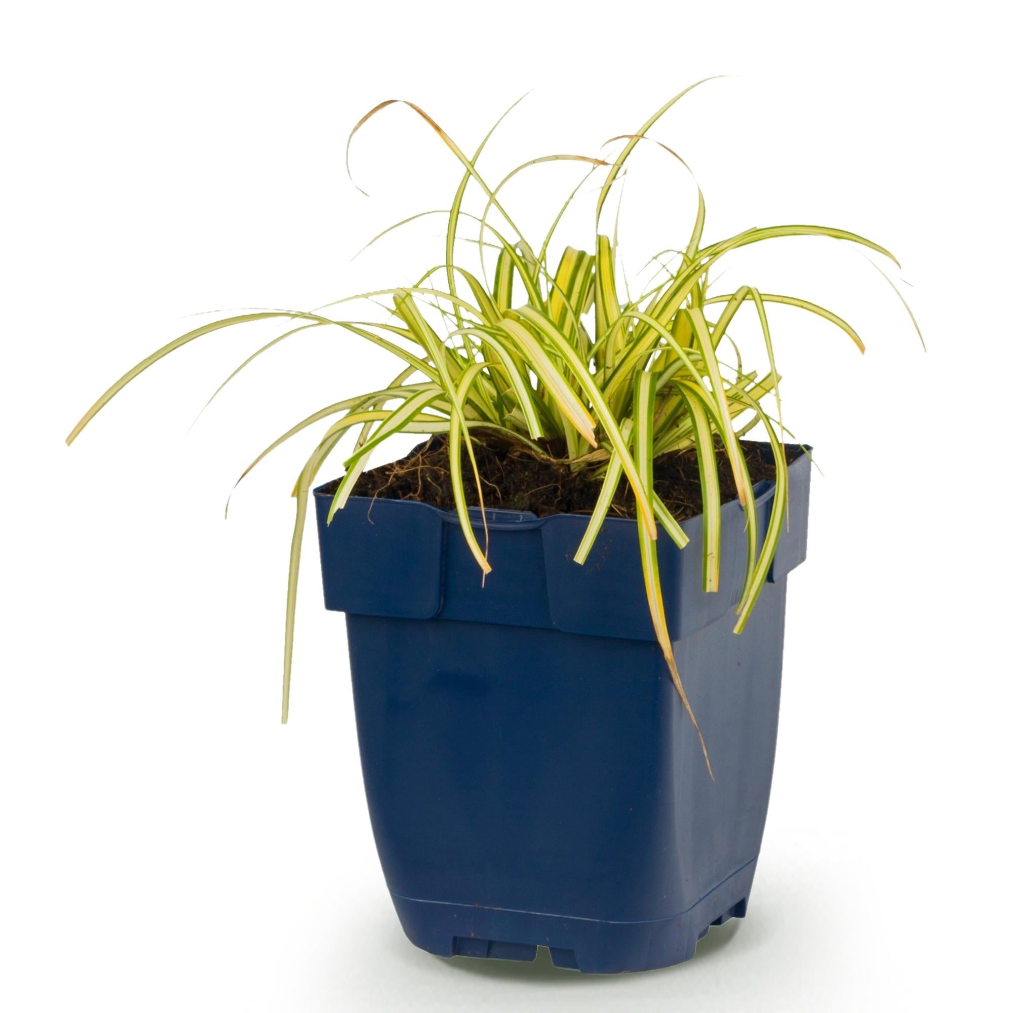 Grassen - Carex oshimensis Evergold - Japanse Zegge - Groenblijvend - Geel-Groen - 1 Plant - Pot 11cm - Hoogte 15-25cm