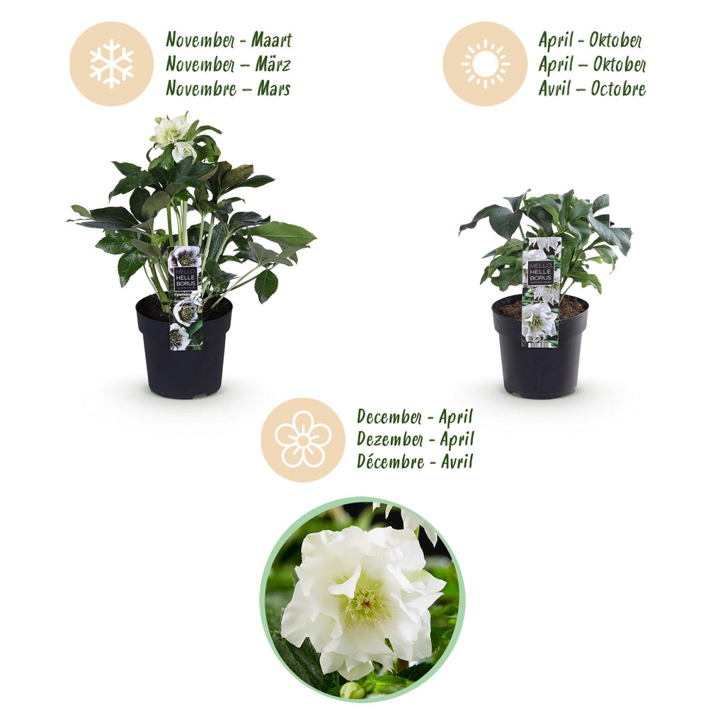 Tuinplant - Lenten Rose - Helleborus orientalis Double Ellen White - Witte Bloem -2 Planten - Groenblijvend - Pot 14cm Hoogte 35cm