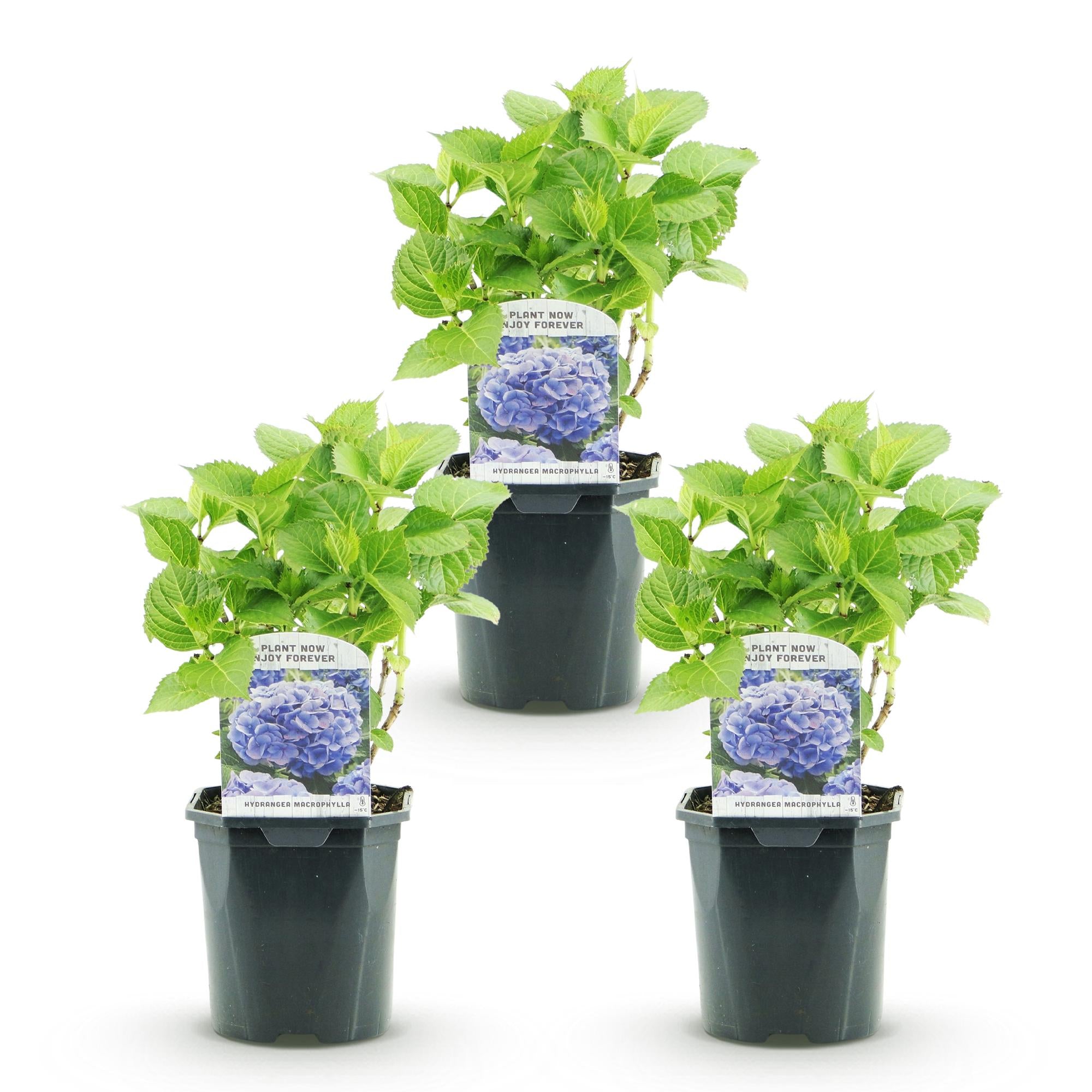 Hortensia - Hydrangea macrophylla Blauw - Bloem Blauw - 3 Planten - 1m2 - Bladverliezend - Weinig Onderhoud - Pot 17cm Hoogte 30cm