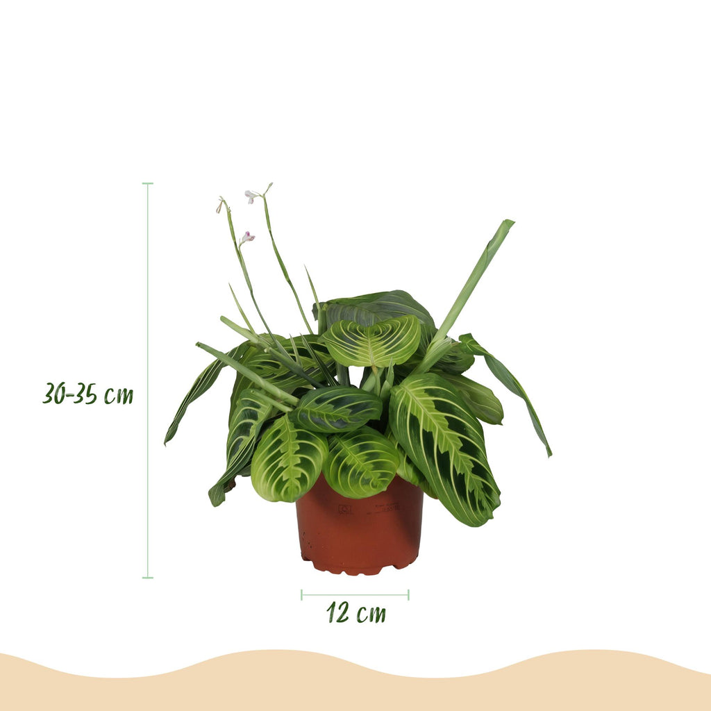 Kamerplant - Maranta Fascinator Lemon Lime - Gebedsplant - Huisdiervriendelijk - Groen - 2 Planten - Pot 12cm - Hoogte 30-35cm
