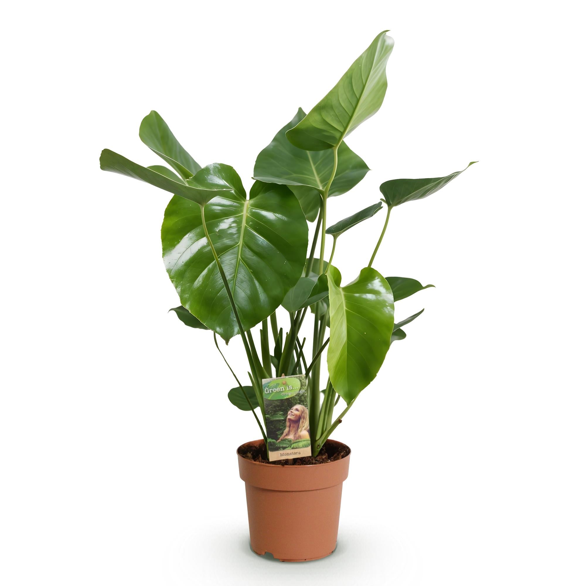 Green is... Kamerplanten - Monstera Deliciosa - Gatenplant - Weinig onderhoud - Groen - 1 Plant - Pot 21cm - Hoogte 70-80cm