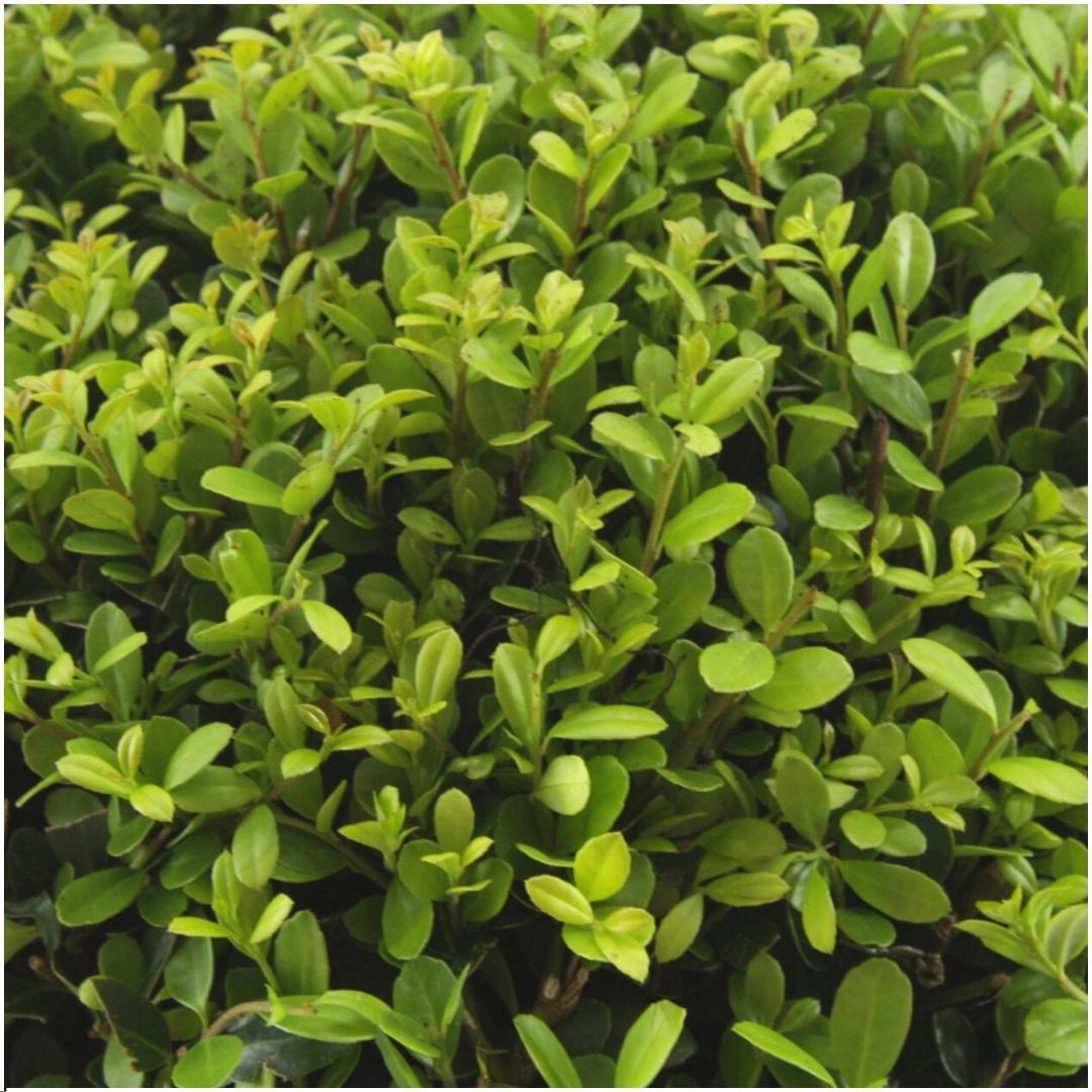 4 x 6 pack Ilex crenata 'Jenny' - Ø7 cm - ↕15 cm