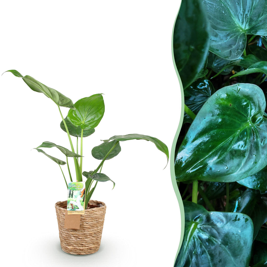 Green is... Kamerplanten - Alocasia Cucullata - Boeddha,s hand - Weinig onderhoud - met mand - Groen - 1 Plant - Pot 17cm - Hoogte 60-65cm