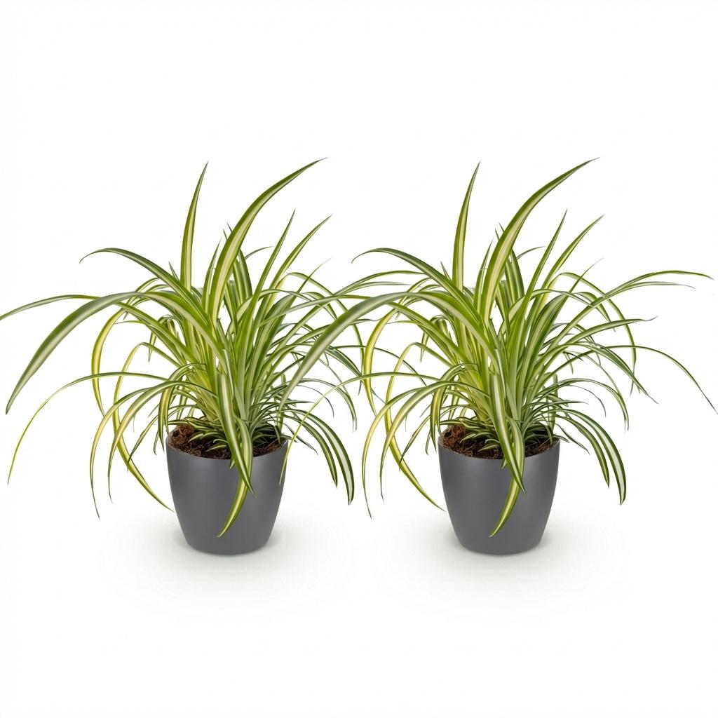 Kamerplant - Chlorophytum comosum Variegatum - Bonte Graslelie - Huisdiervriendelijke Plant - Groen - 2 Planten - met Potter Grijs - Pot 12cm - Hoogte 20cm
