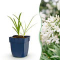 Vasteplant - Agapanthus africanus Albus - Afrikaanse Lelie - Bijen en Vlinderlokkers - Wit - 3 Planten - Pot 11cm - Hoogte 15-25cm