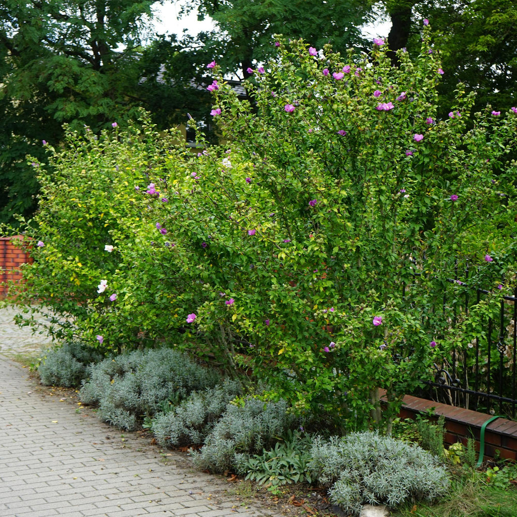 Tuinplant - Hibiscus syriacus Woodbridge - Tuin Hibiscus - Winterhard - Roze - 3 Planten - Pot 17cm - Hoogte 45cm