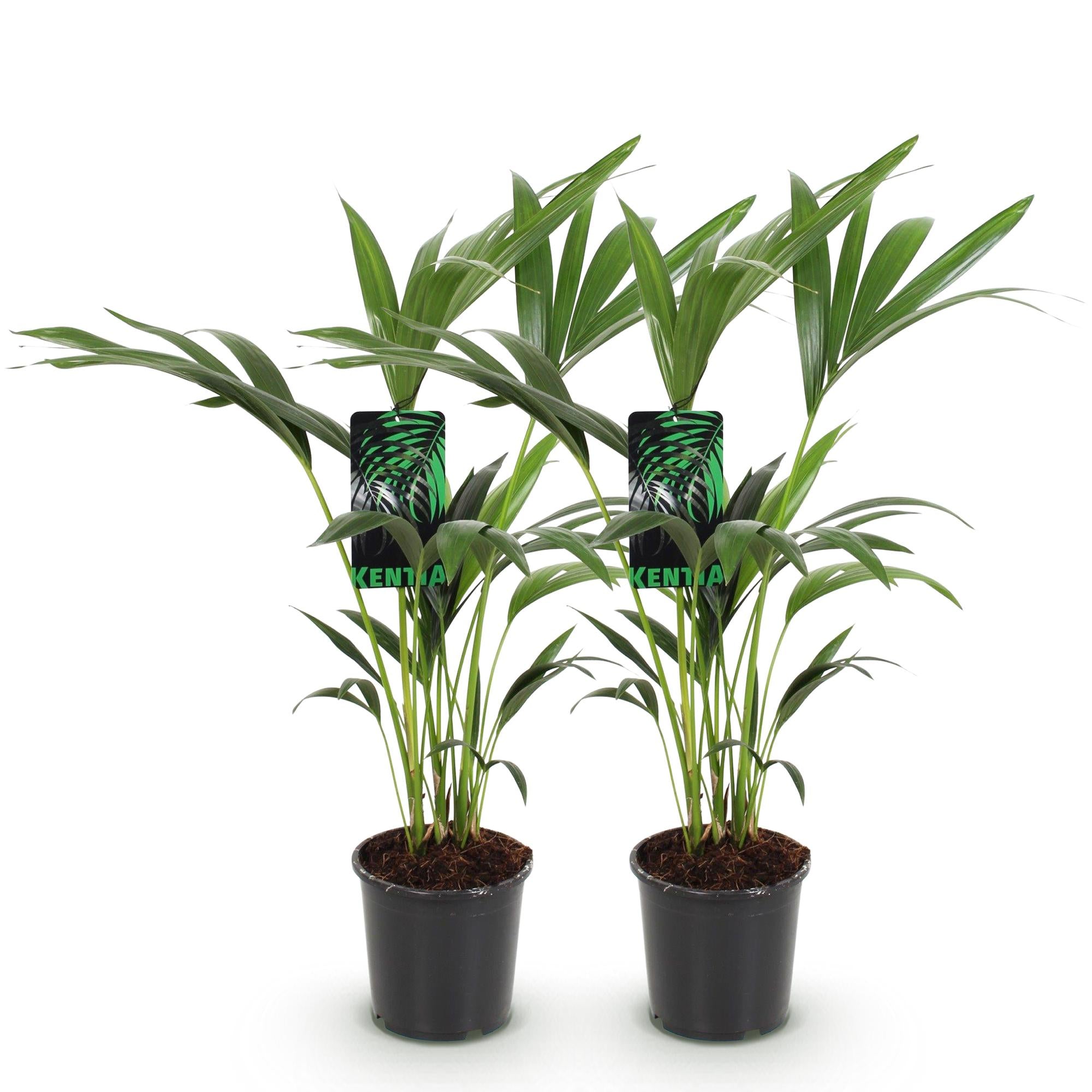 Kamerplant - Howea Forsteriana - Kentia Palm - Weinig Onderhoud - Groen - 2 planten - Pot 17cm - Hoogte 70-75cm