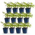 Vasteplant - Astilbe (J) Deutschland - Pluimspirea - Schaduw - Wit - 12 Planten - Pot 11cm - Hoogte 15-25cm