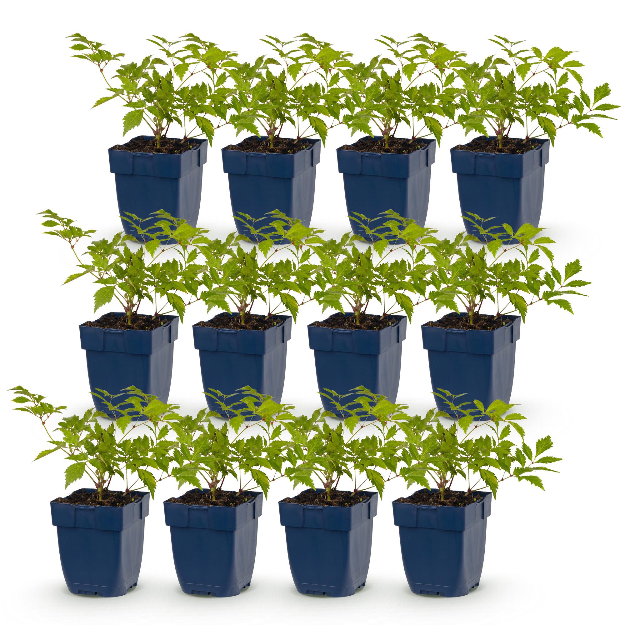 Vasteplant - Astilbe (J) Deutschland - Pluimspirea - Schaduw - Wit - 12 Planten - Pot 11cm - Hoogte 15-25cm