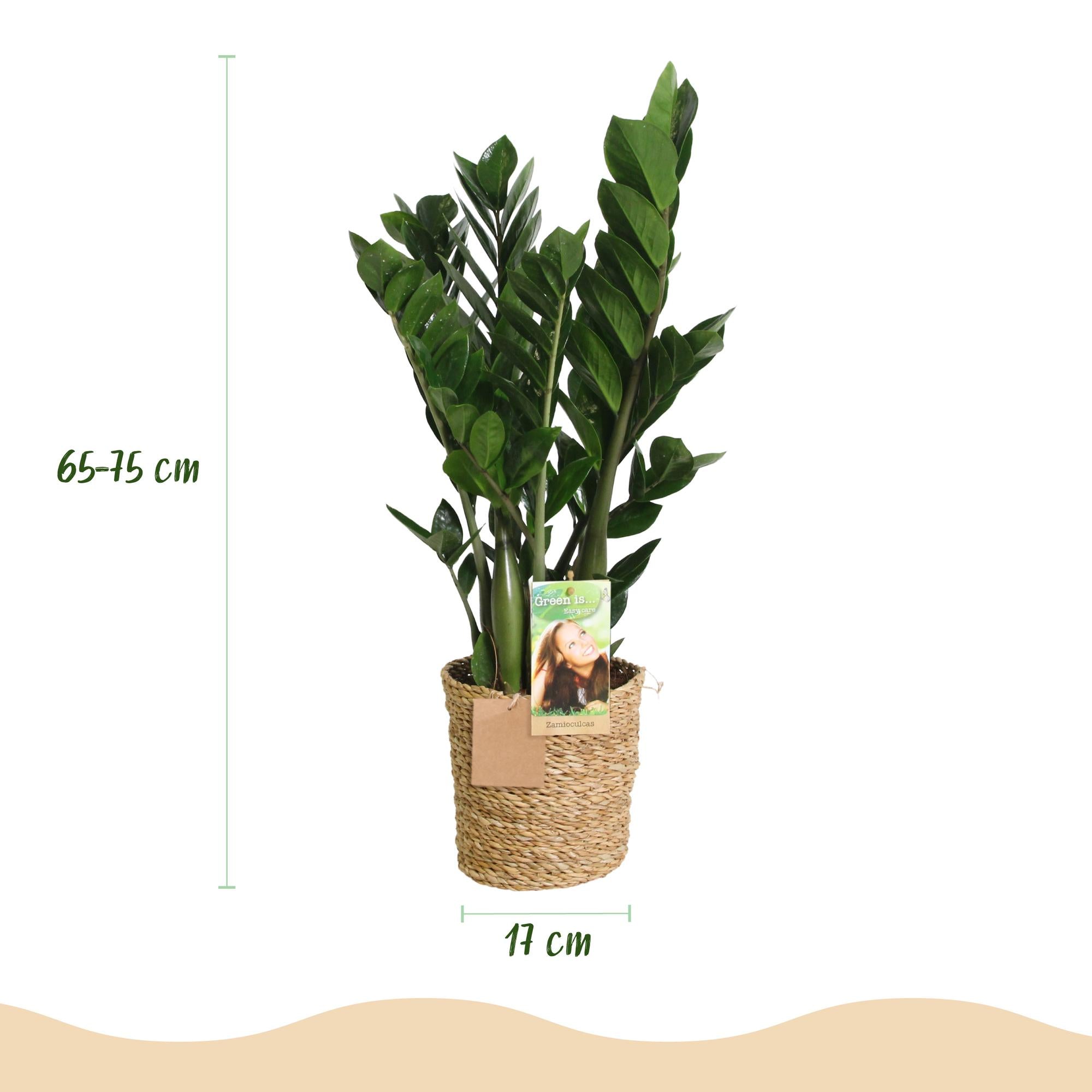 Green is... Kamerplanten - Zamioculcas - ZZ-plant - Weinig onderhoud - met mand - Groen - 1 Plant - Pot 17cm - Hoogte 65-75cm