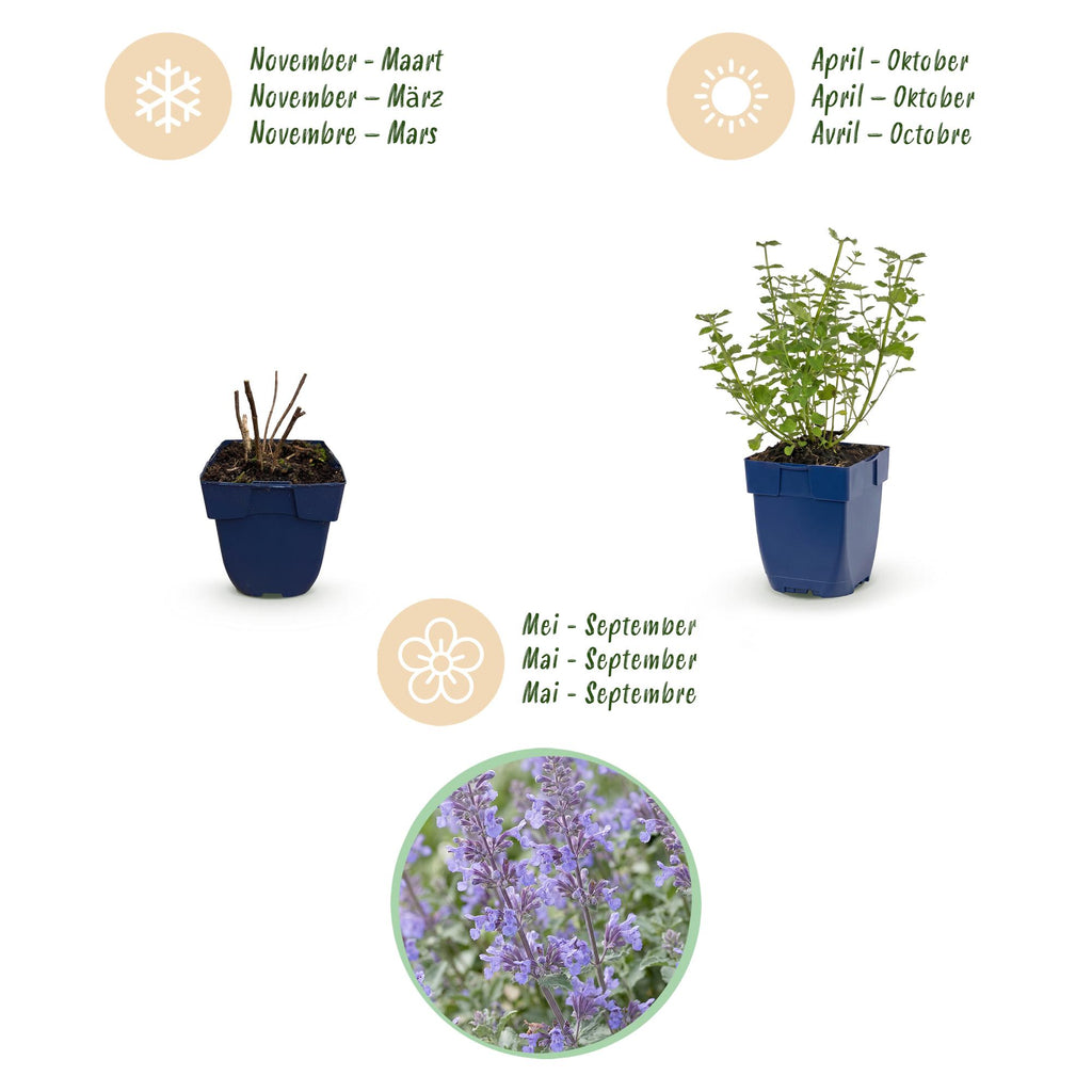 Vasteplant - Nepeta faassenii Walker's Low - Kattenkruid - Bijen en Vlinderlokkers - Blauw - 1 Plant - Pot 11cm - Hoogte 15-25cm