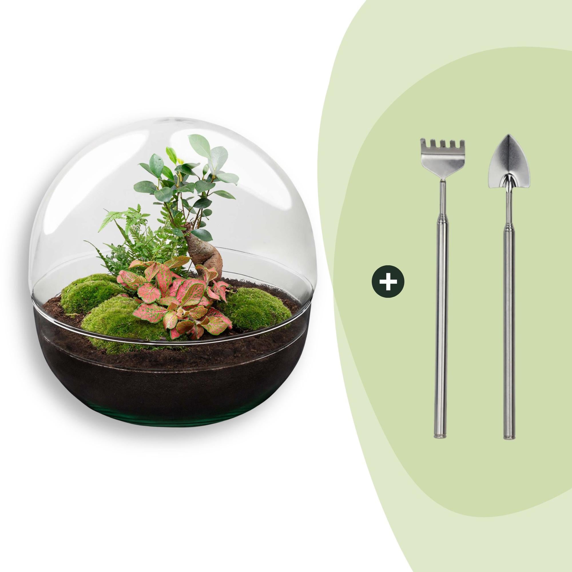 DIY Planten terrarium tweedelig bolglas - Dome XL Bonsai - Ø 28 cm ↑ 28 cm - Rake + Shovel