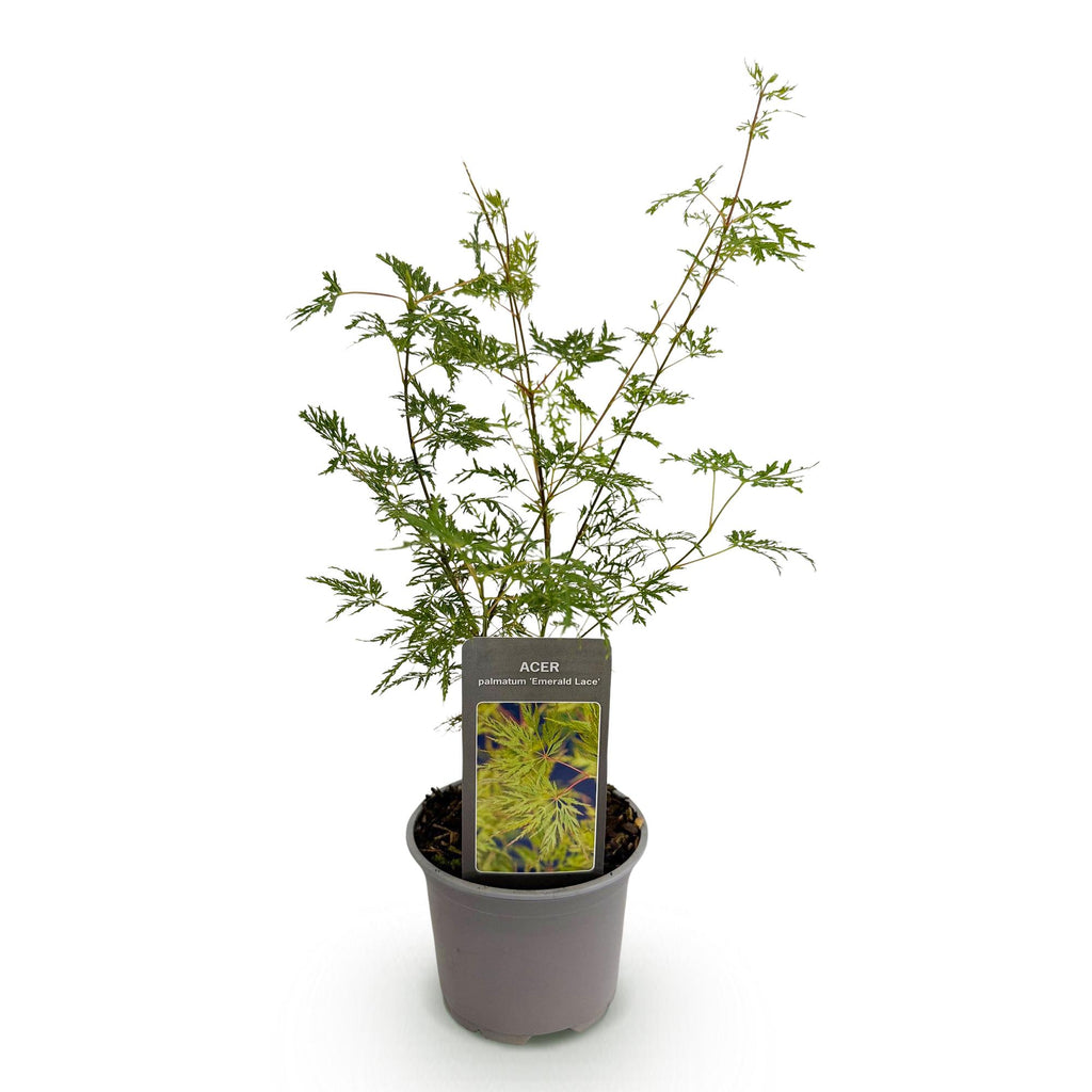 Tuinplant - Acer palmatum Emerald Lace - Groen - 1 Plant - Bladverliezend - Weinig Onderhoud - Pot 12cm Hoogte 35cm