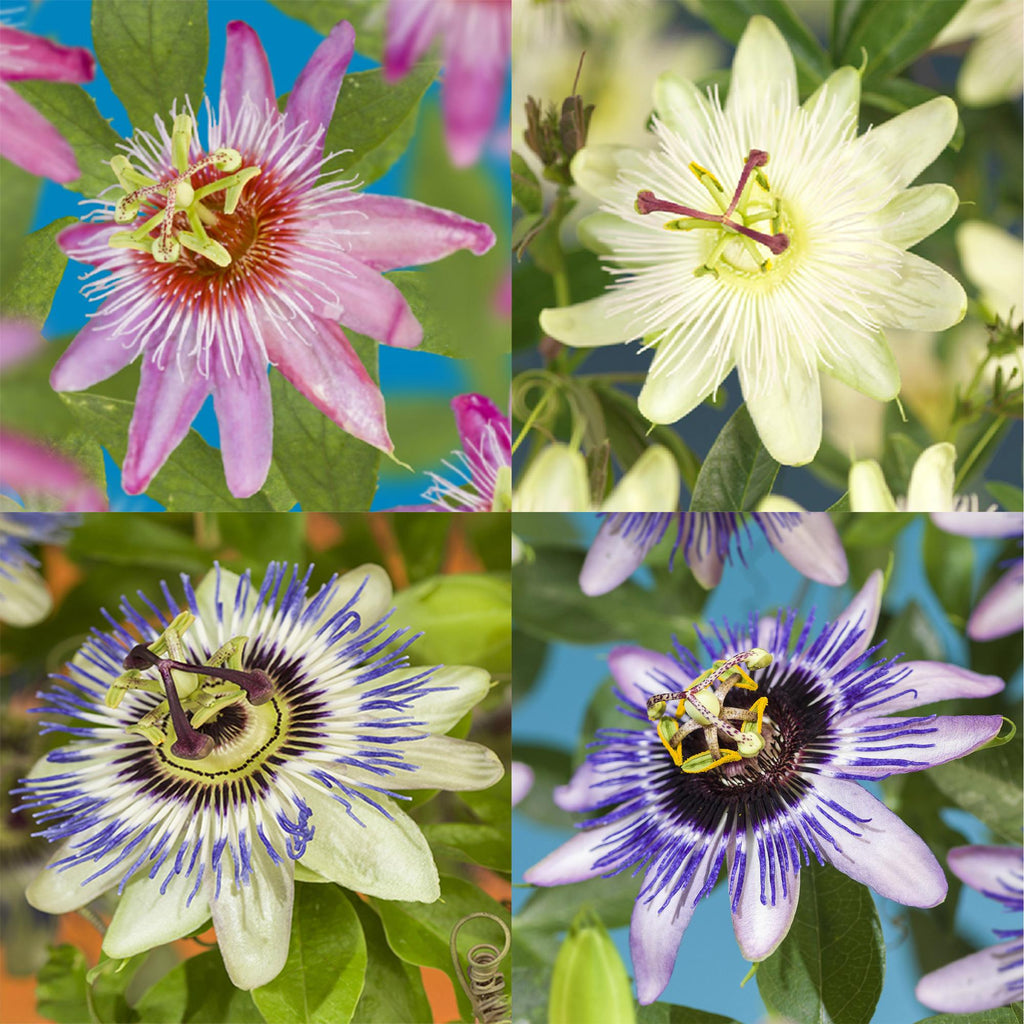 Passiebloem - Passiflora Rainbow  - Bloem Roze Wit Paars Groen - Weinig onderhoud - 4 planten - Pot 11cm Hoogte 40cm