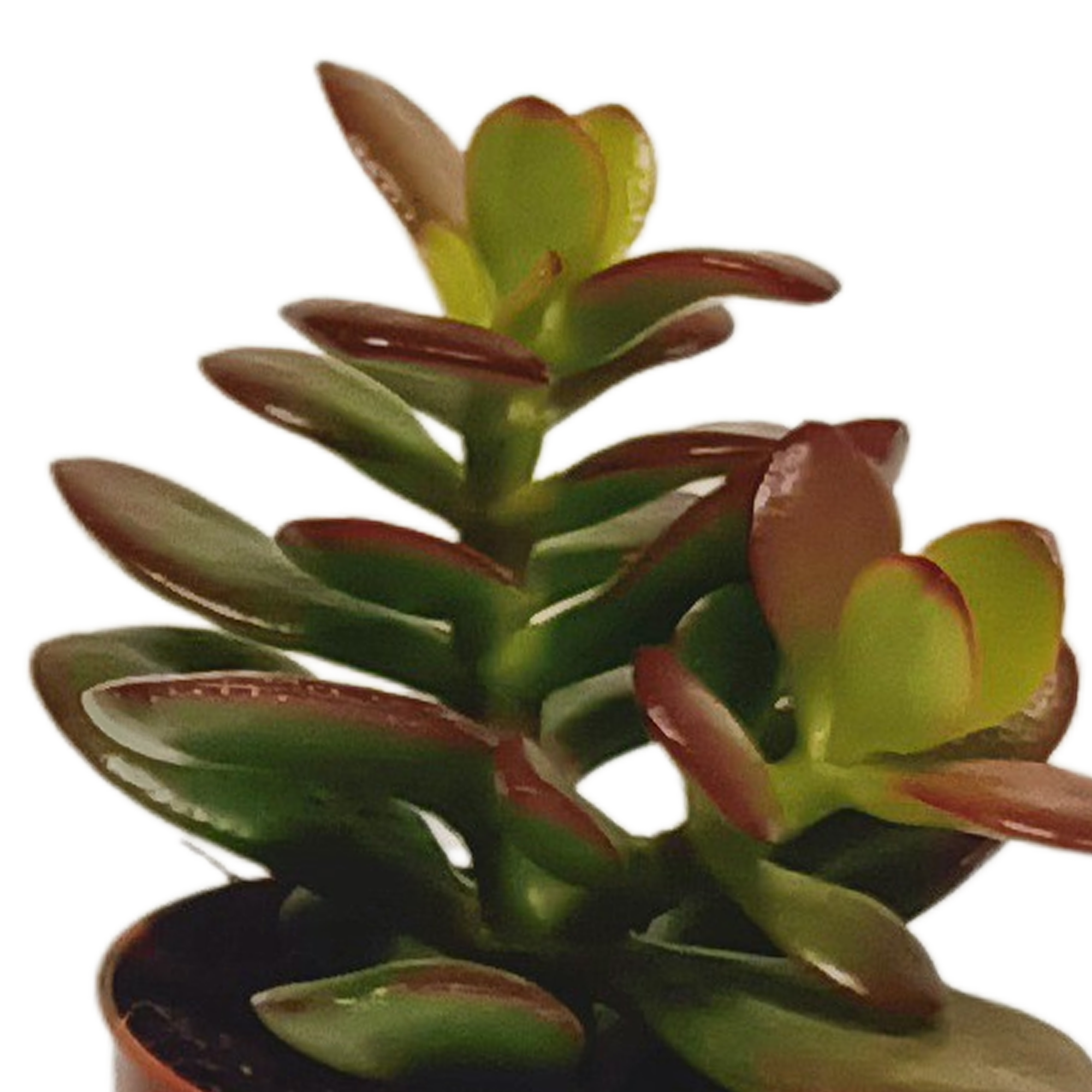 Vetplanten mix 5.5 cm - 10x - zonder pot