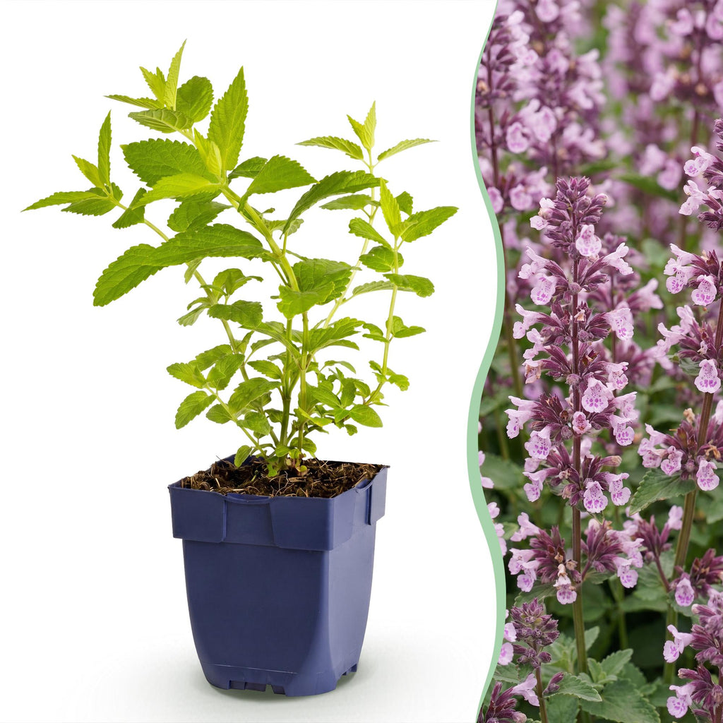 Vasteplant - Nepeta sib. Wild Orchid - Kattenkruid - Bijen en Vlinderlokkers - Roze - 24 Planten - Pot 11cm - Hoogte 15-25cm