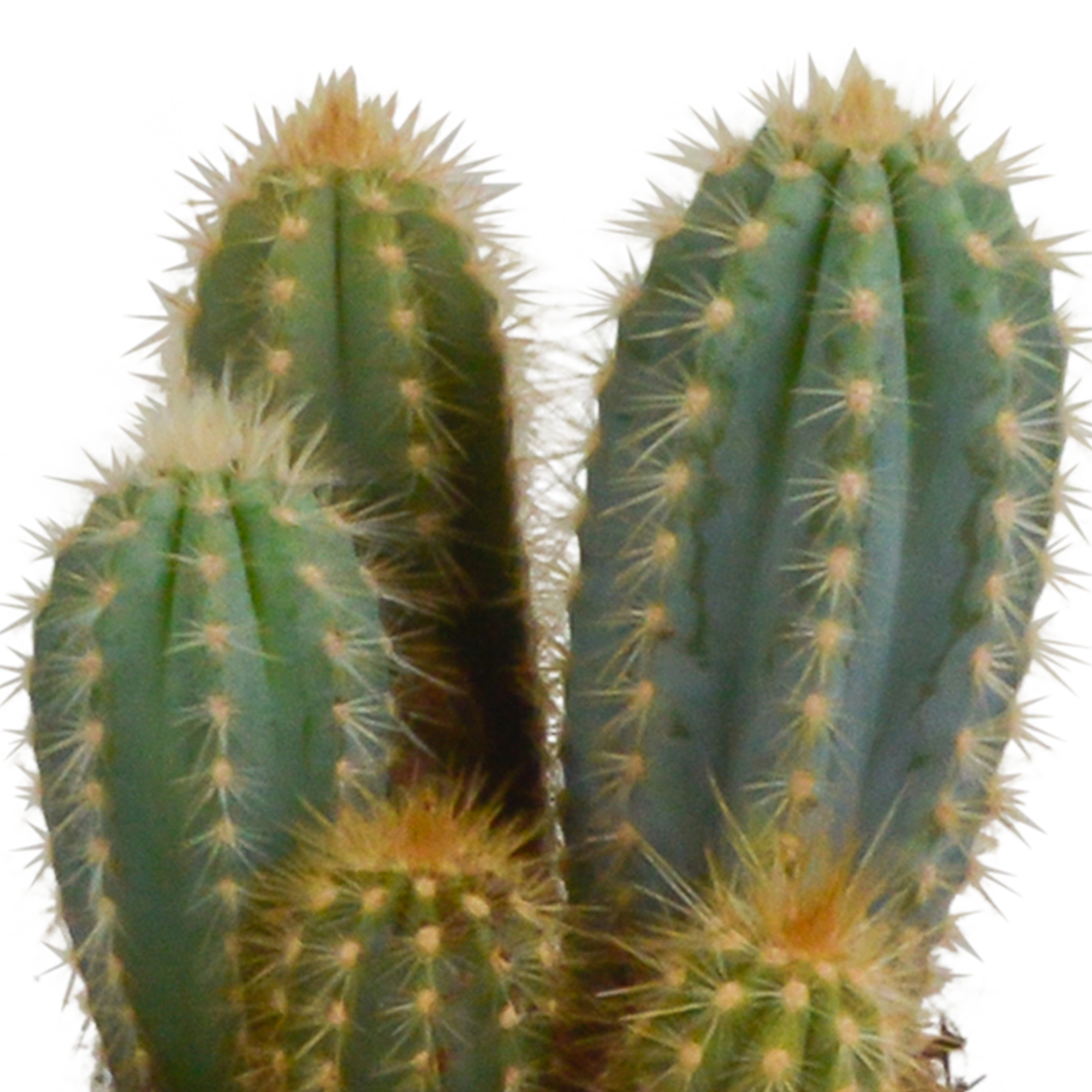 Cereus mix 10,5cm - 3x - in witte pot