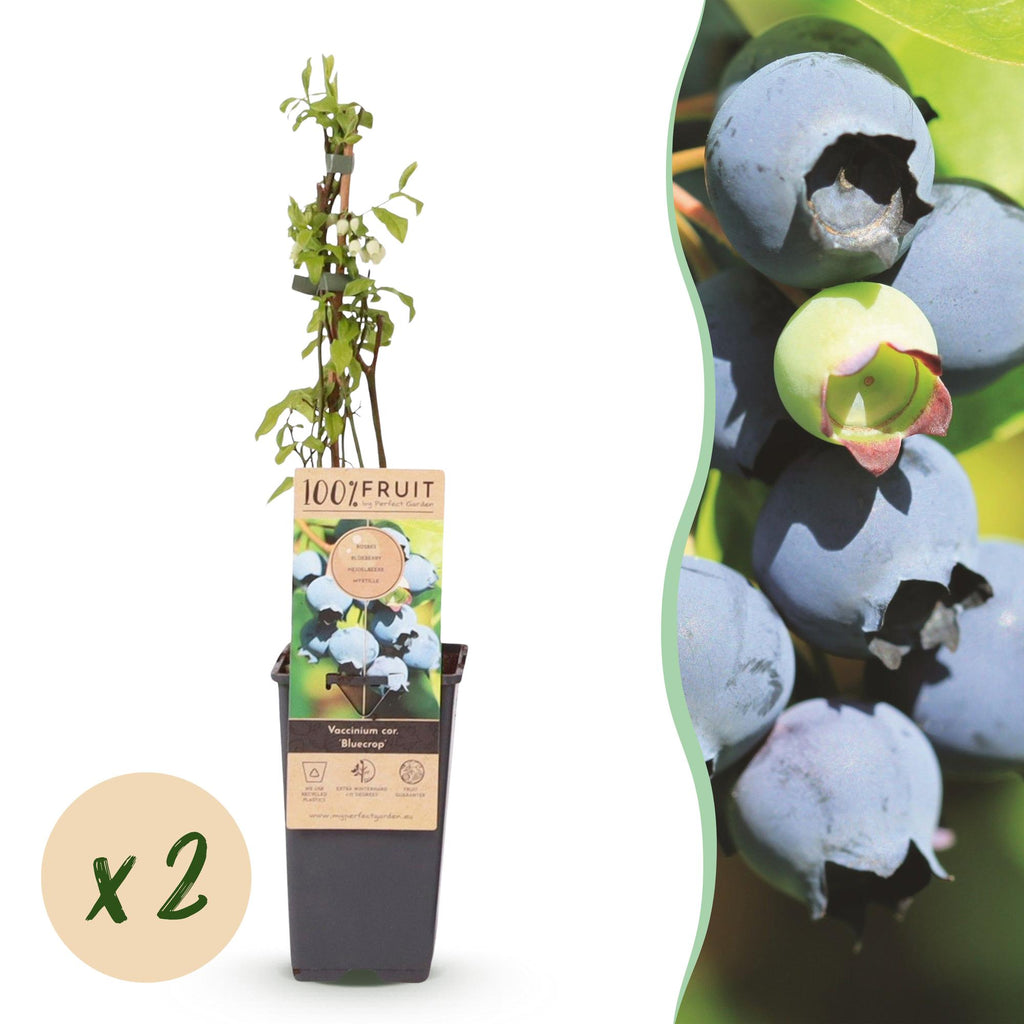 Fruitplant - Vaccinium corymbosum Bluecrop - Bosbes - Winterhard - Blauwe Bes - 2 Planten - Pot 15cm - Hoogte 50cm