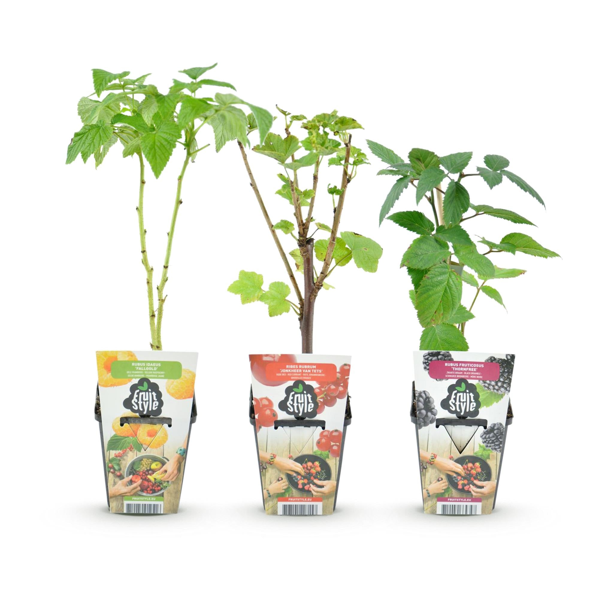 Fruitplanten - Tricolour - Rode Bes - Gele Framboos - Zwarte Braam  - Winterhard - 3 Planten - Pot  9cm