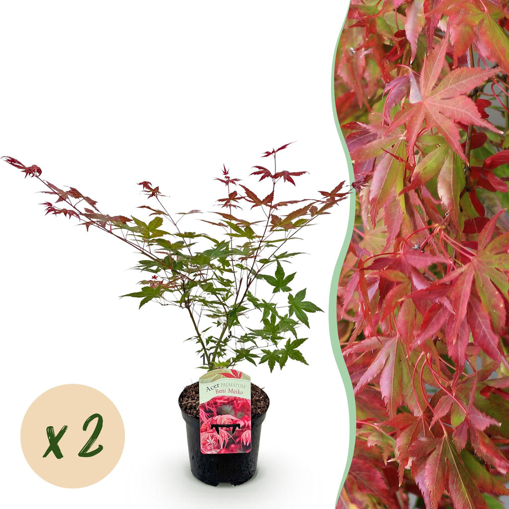 Terrasplant - Japanse Esdoorn - Acer palmatum Beni Maiko - Rood - 2 Planten - Bladverliezend - Pot 19cm Hoogte 70cm