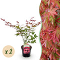 Terrasplant - Japanse Esdoorn - Acer palmatum Beni Maiko - Rood - 2 Planten - Bladverliezend - Pot 19cm Hoogte 70cm