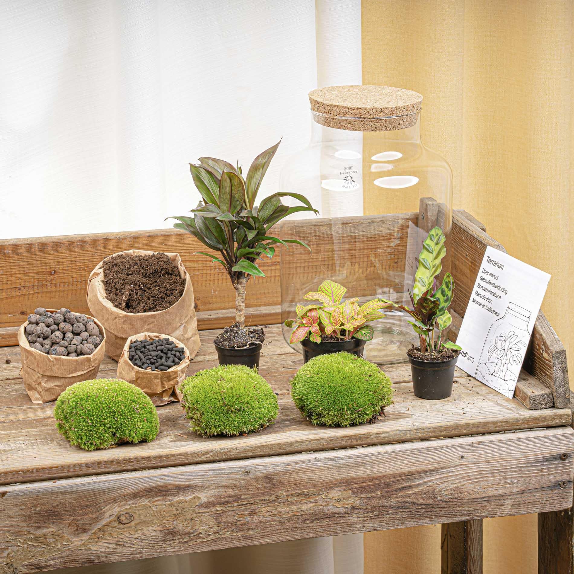 DIY Planten terrarium met licht - Milky Palm - Ø 21 cm ↑ 30 cm