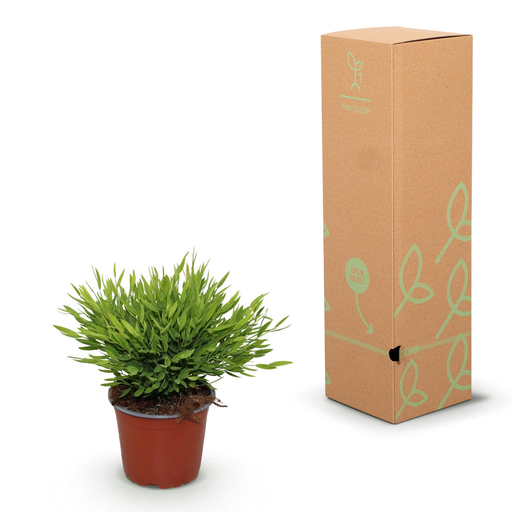 Kamerplant - Bamusa Pogonatherum Monica - Bamboegras - Huisdiervriendelijk - Groen - 2 Planten - Pot 12cm - Hoogte 30-35cm