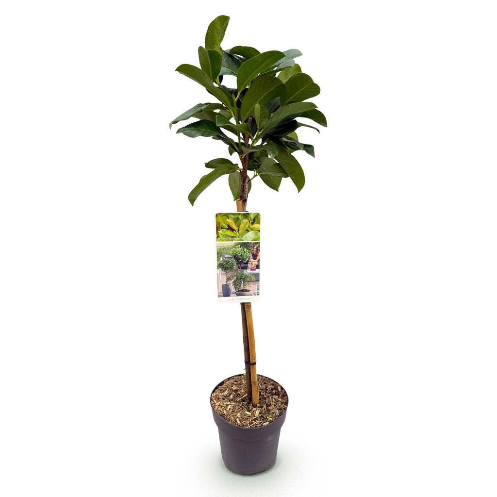 Plant op Stam - Prunus lauroverasus Etna® - Terras Plant - Bladhoudend - Winterhard - Groen Blad - Pot 19cm Hoogte 90cm