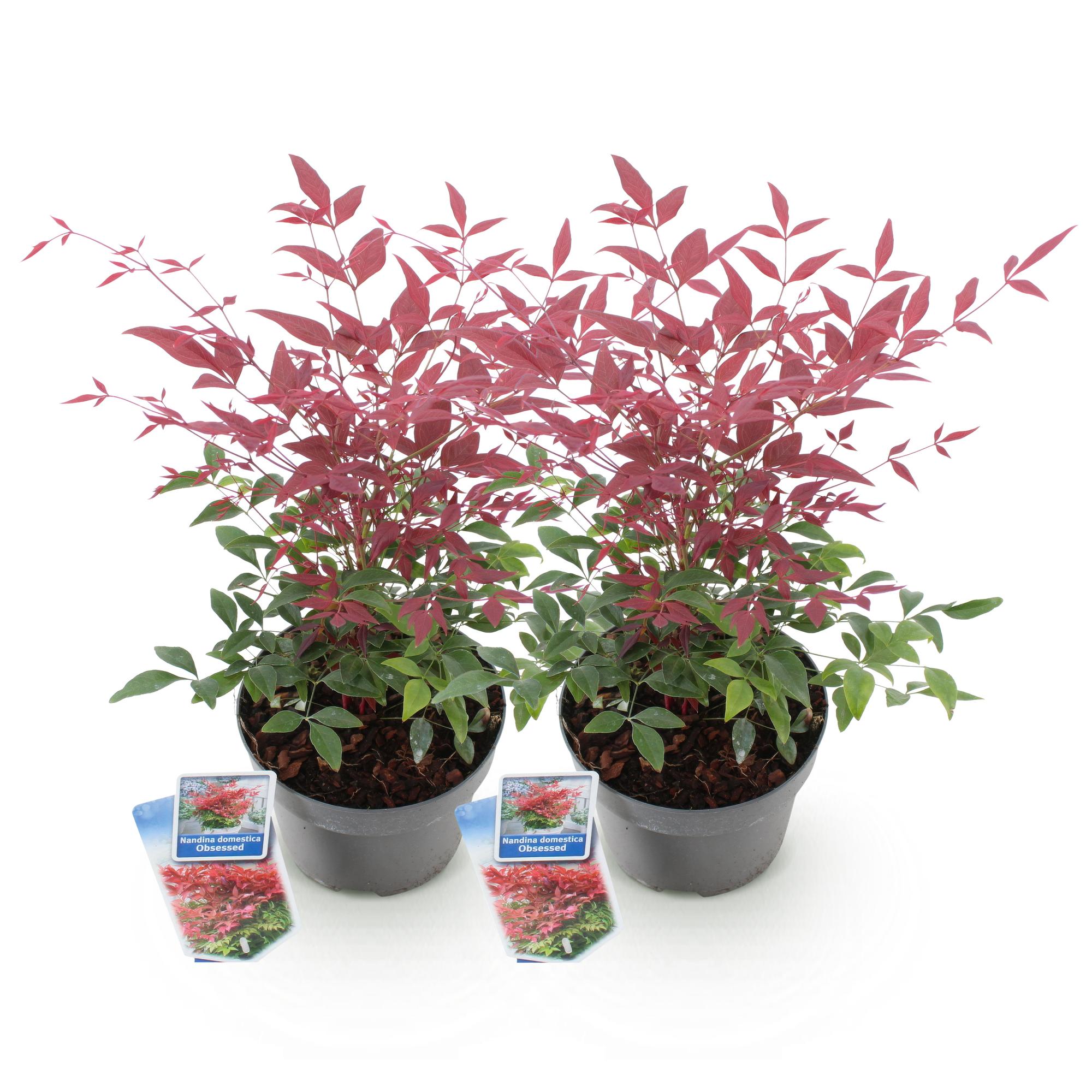 Tuinplant - Nandina Obsessed - Rood - 2 Planten - Groenblijvend - Weinig Onderhoud - Pot 17cm Hoogte 45cm