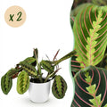 Kamerplant - Maranta Fascinator Tricolour - Gebedsplant - Huisdiervriendelijke Plant - Groen - 2 Planten - met Potter Wit - Pot 12cm - Hoogte 25cm