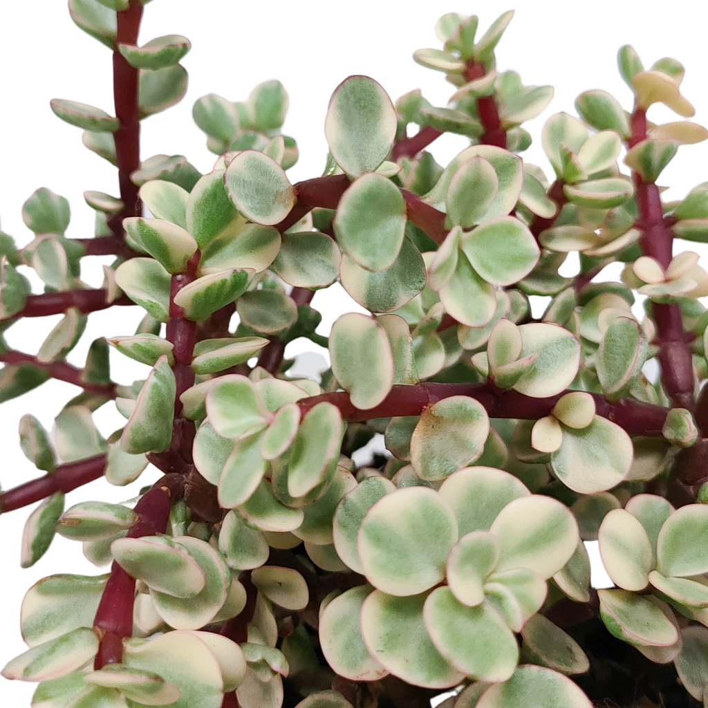 Portulacaria afra Variegata 10,5cm - zonder pot