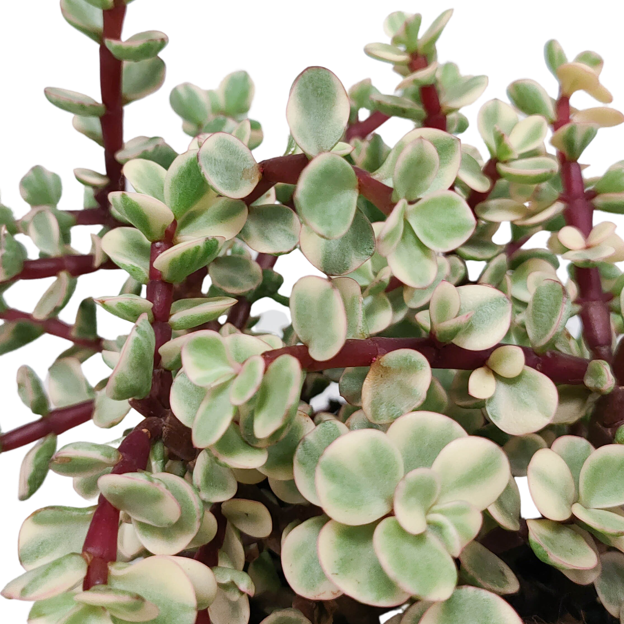 Portulacaria afra Variegata 10,5cm - zonder pot