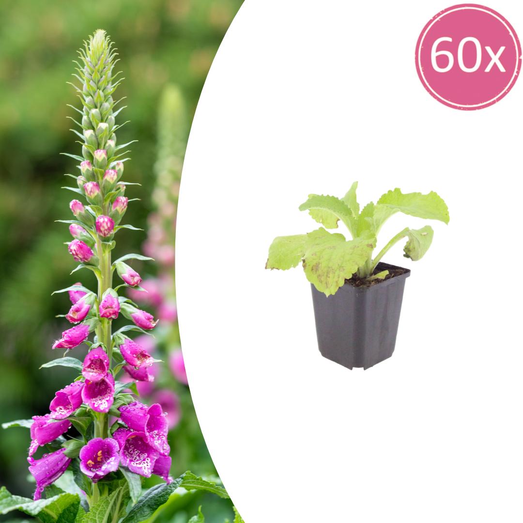 60x Digitalis purpurea - ↕10-25cm - Ø9cm
