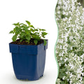 Vasteplant - Nepeta faassenii Snowflake - Kattenkruid - Bijen en Vlinderlokkers - Wit - 6 Planten - Pot 11cm - Hoogte 15-25cm