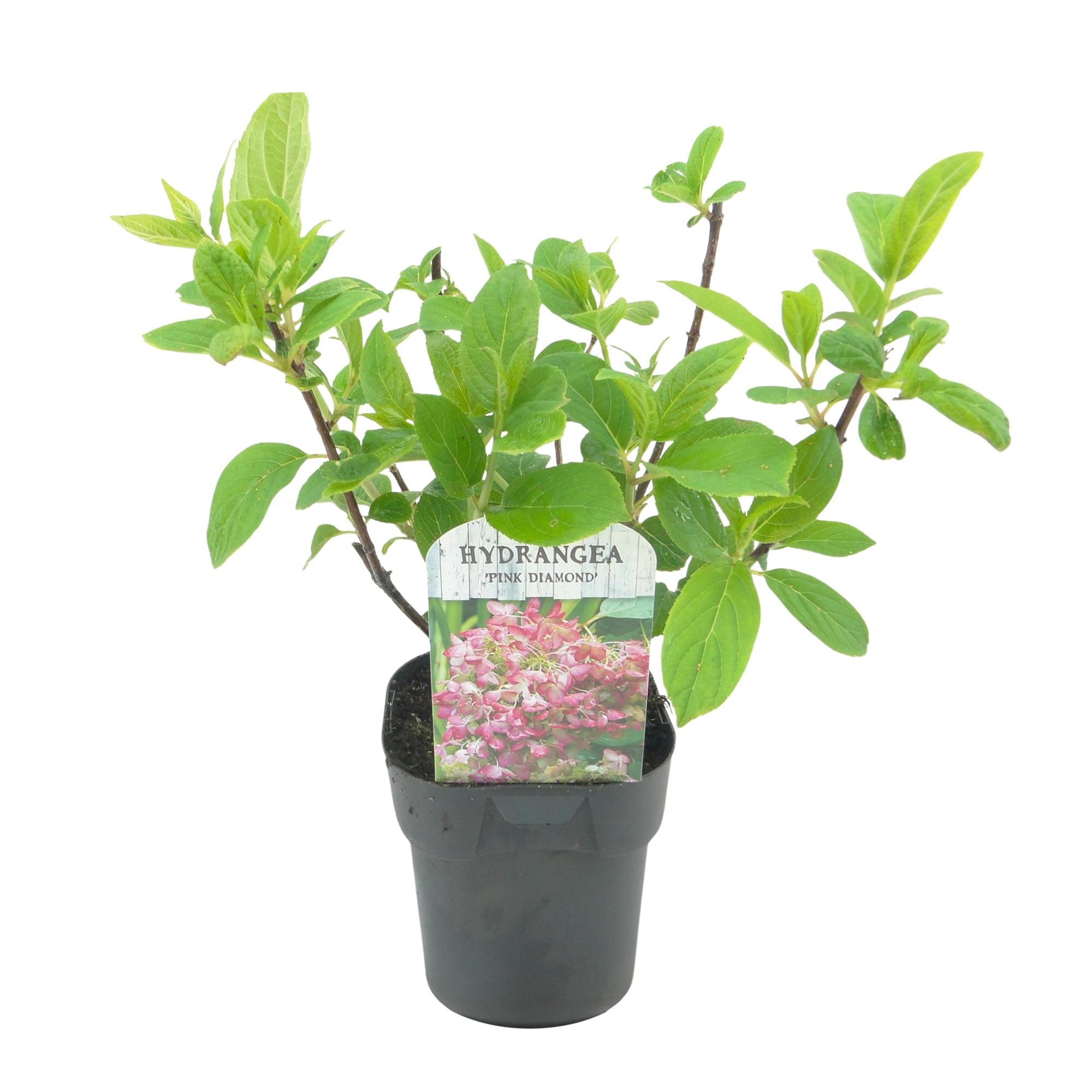 Pluim Hortensia - Hydrangea panniculata Pink Diamond - Bloem Wit Roze  - 1 Plant - Bladverliezend - Grote Bloemen - Pot 17cm Hoogte 50cm