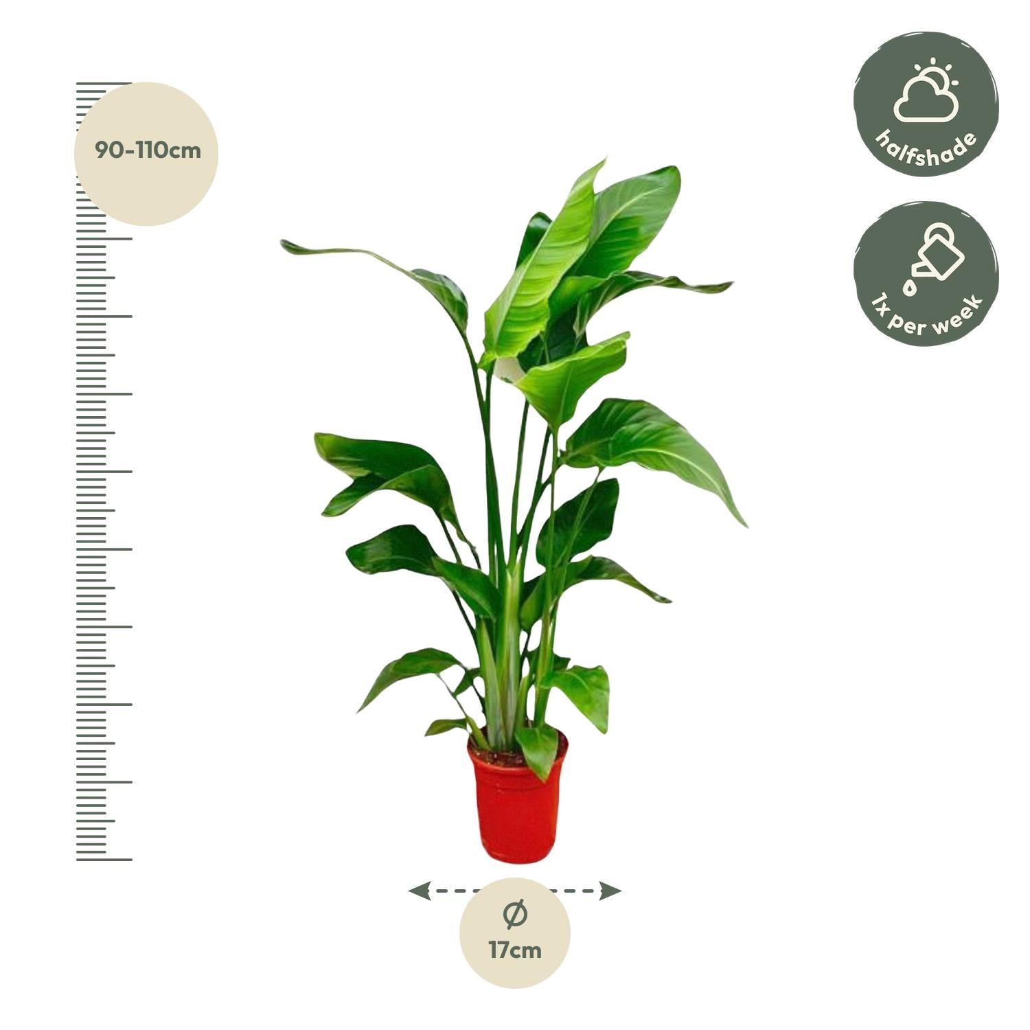 Strelitzia Nicolai - 70-100 cm - ø17