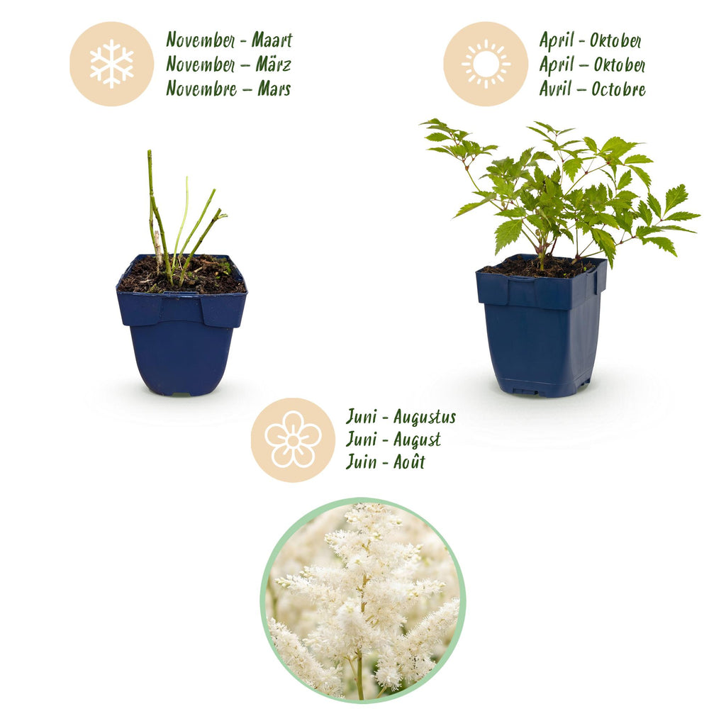 Vasteplant - Astilbe (J) Deutschland - Pluimspirea - Schaduw - Wit - 12 Planten - Pot 11cm - Hoogte 15-25cm