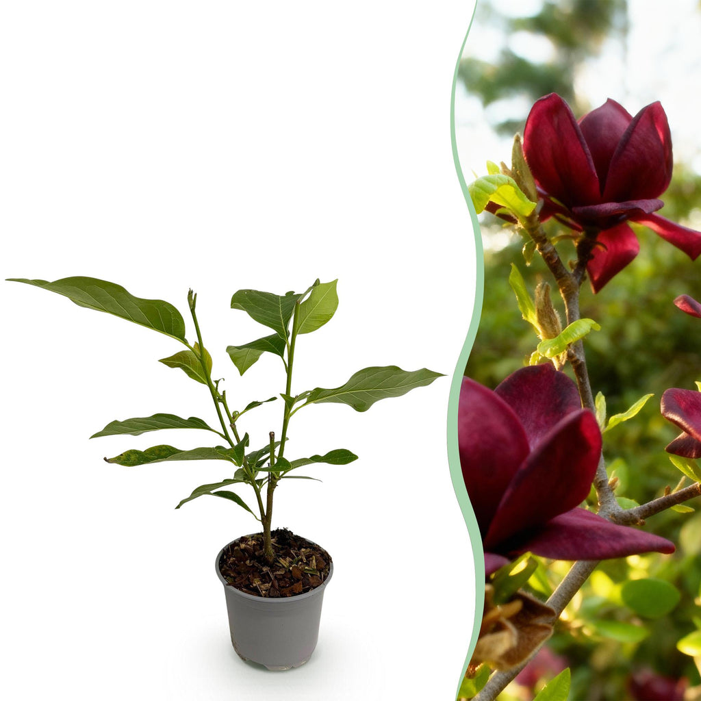 Tuinplant - Magnolia Genie - Bloem Paars - 1 Plant - Bladverliezend - Weinig Onderhoud - Pot 12cm Hoogte 30cm