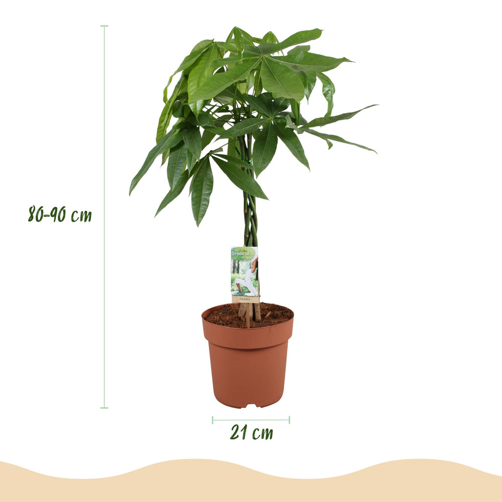 Green is... Kamerplanten - Pachira Aquatica gevlochten stam - Geldboom - Weinig onderhoud - Groen - 1 Plant - Pot 21cm - Hoogte 80-90cm