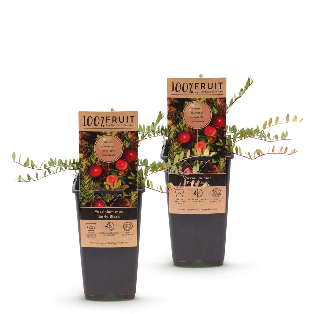 Fruitplant - Vaccinium mac. Early Black - Cranberry - Winterhard - Blauwe Bes - 2 Planten - Pot 15cm - Hoogte 50cm