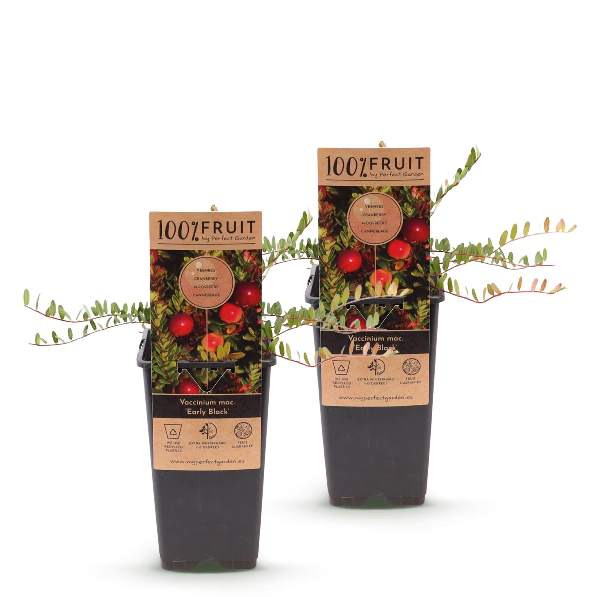 Fruitplant - Vaccinium mac. Early Black - Cranberry - Winterhard - Blauwe Bes - 2 Planten - Pot 15cm - Hoogte 50cm