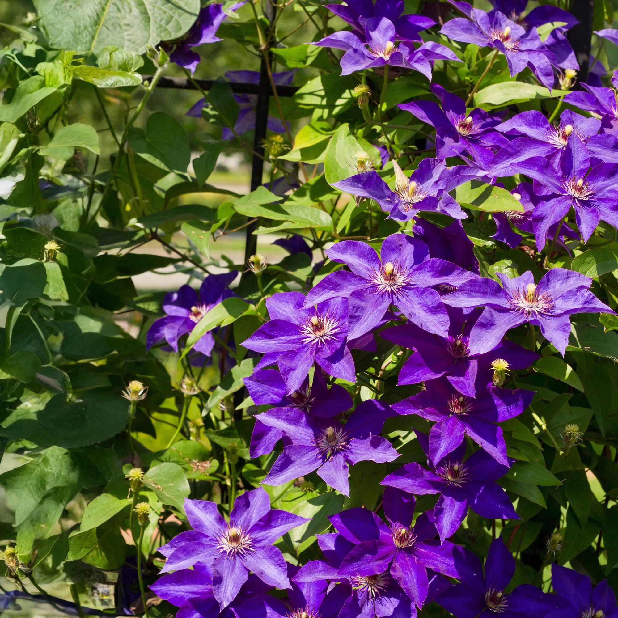 Klimplant - Clematis The President - Bloem Roze - Weinig onderhoud -2 planten -  Pot 11cm Hoogte 40cm