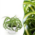 Kamerplant - Chlorophytum comosum Bonnie - Krullende Graslelie - Huisdiervriendelijke Plant - Groen - 1 Plant - met Potter Wit - Pot 12cm - Hoogte 20cm