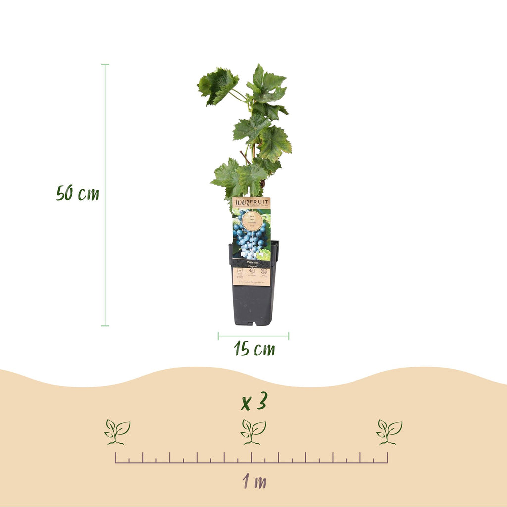 Fruitplant - Vitis vinifera Regent - Druivenplant - Geent - Blauwe Druif - 2 Planten - Pot 15cm - Hoogte 50cm