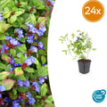 24x Ceratostigma plumbaginoides  - ↕10-25cm - Ø9cm