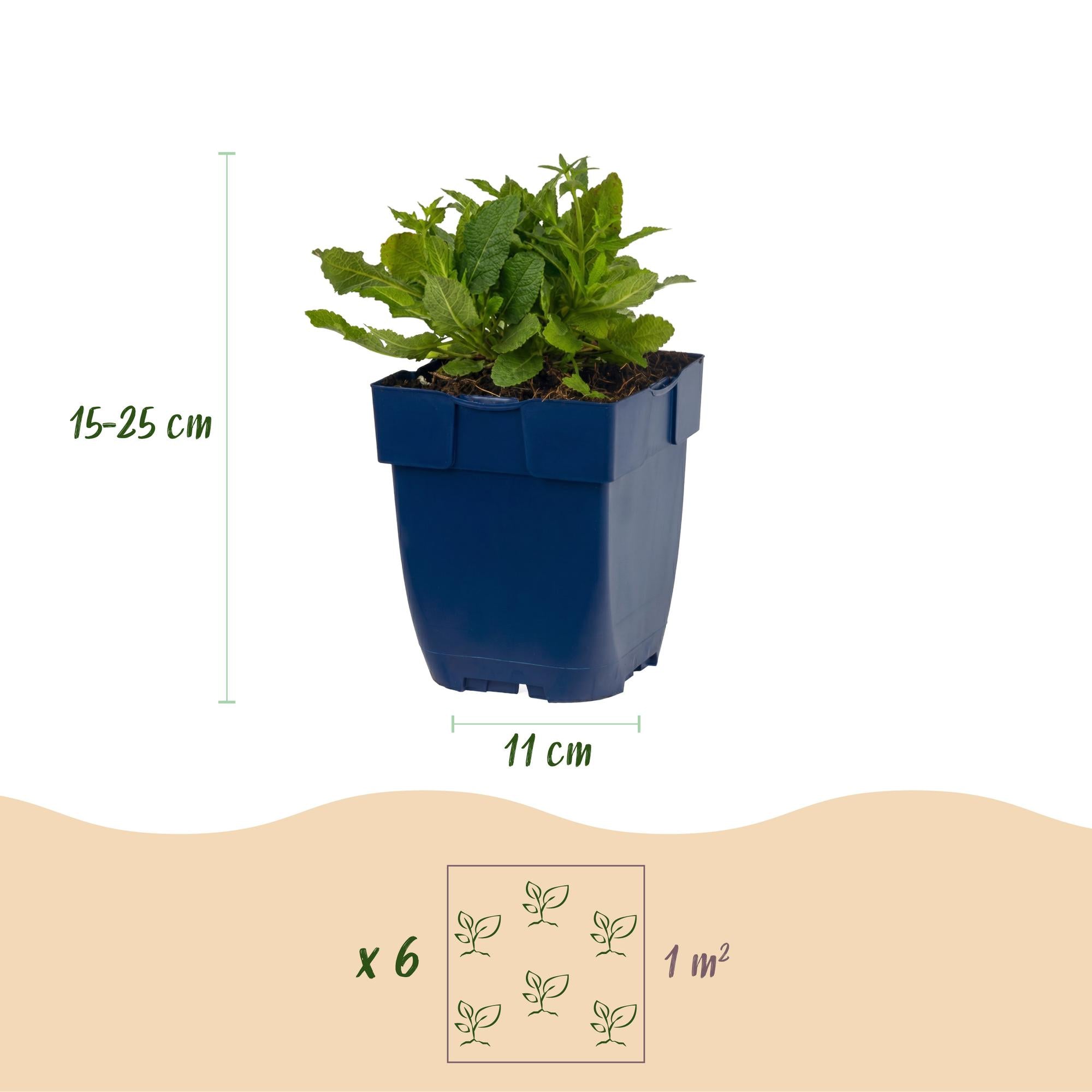 Vasteplant - Salvia nem. Schneehügel - Salie - Bijen en Vlinderlokkers - Wit - 3 Planten - Pot 11cm - Hoogte 15-25cm