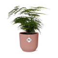 Asparagus Setaceus ‘Plumosus’ in ELHO Vibes Fold 14cm roze