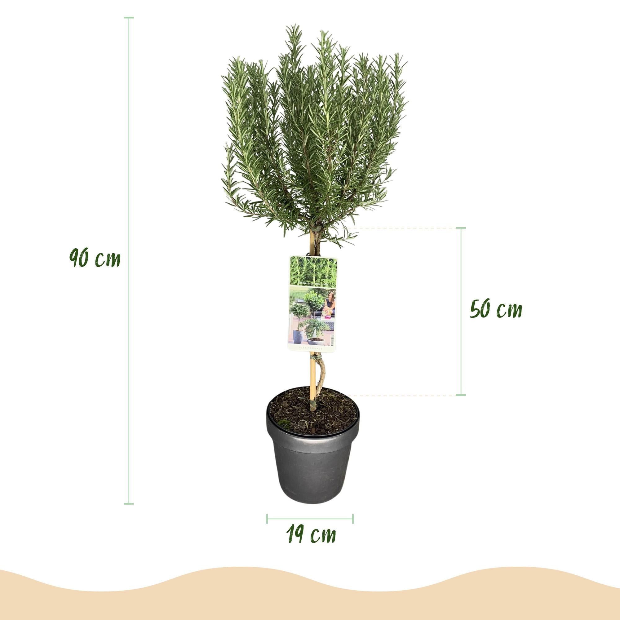 Plant op Stam - Rosmarinus officinalis - Terras Plant - Bladhoudend - Winterhard - Paarse Bloem - Pot 19cm Hoogte 90cm