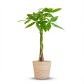 Pachira Aquatica met Zeegras mand naturel - 80cm - Ø21